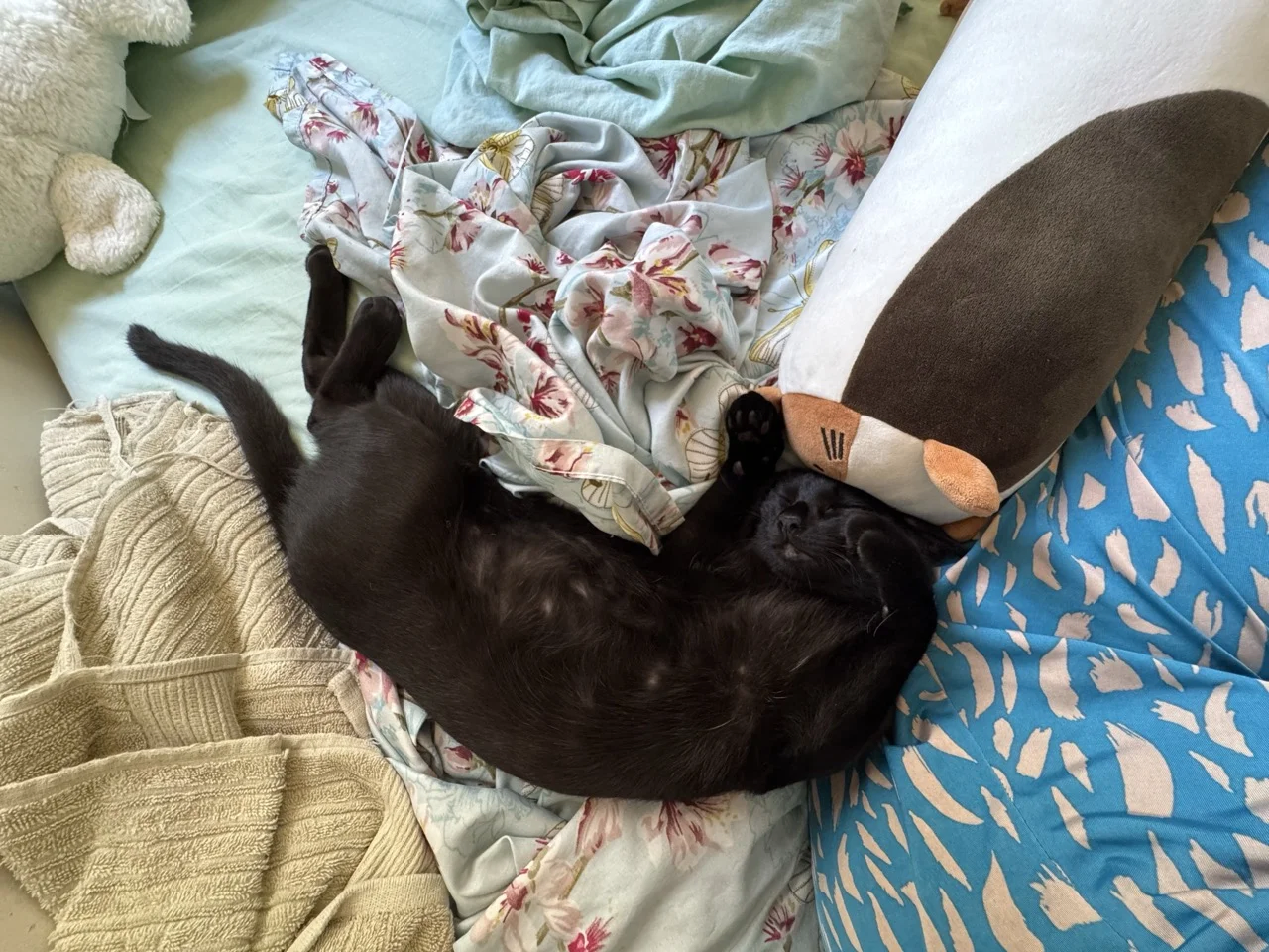 _Morceguinho, our black kitten, sleeping belly up and very content next to me as I write this post.