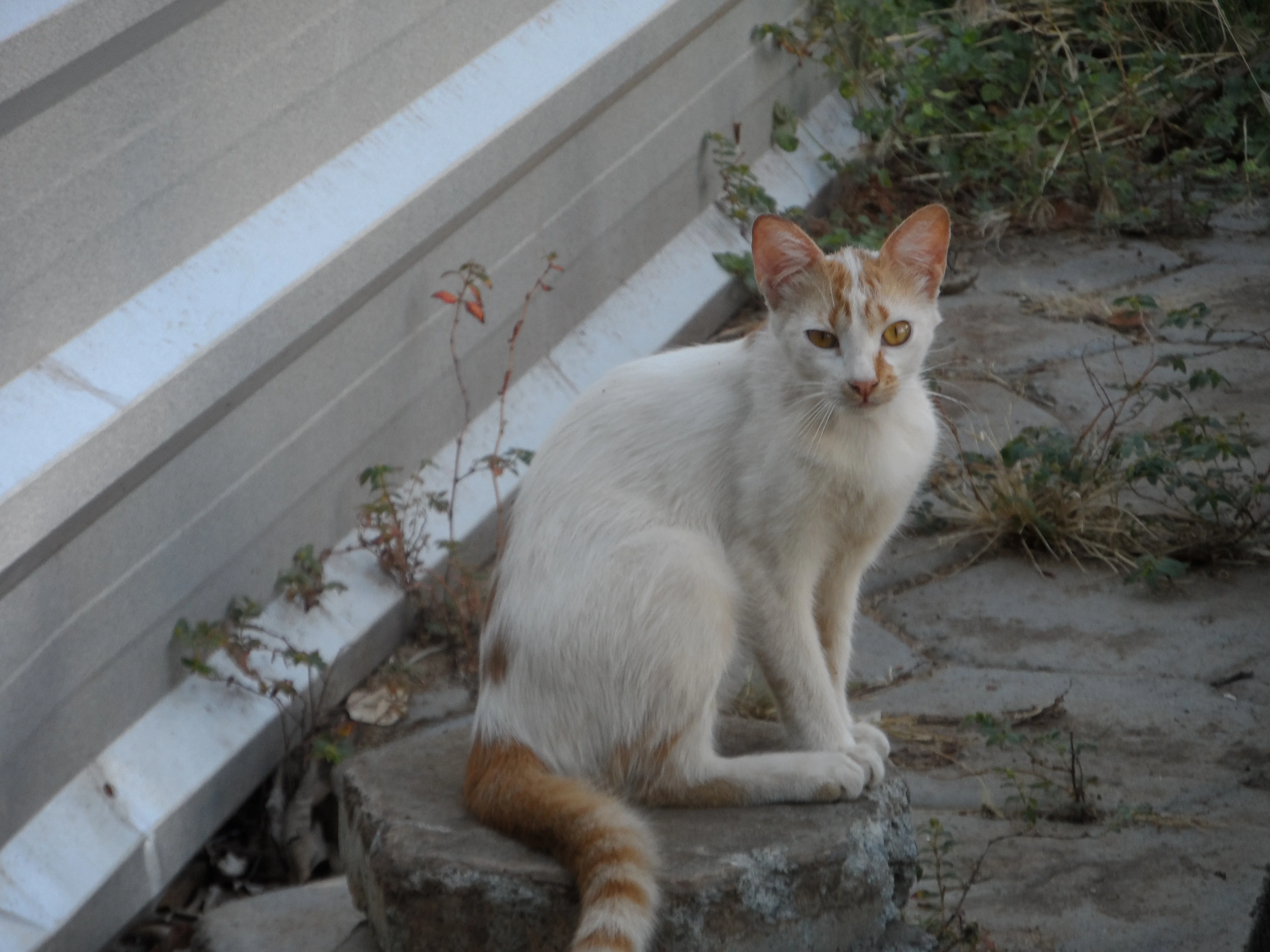 _An orange and white cat poses for me among broken concrete and overgrown plants.