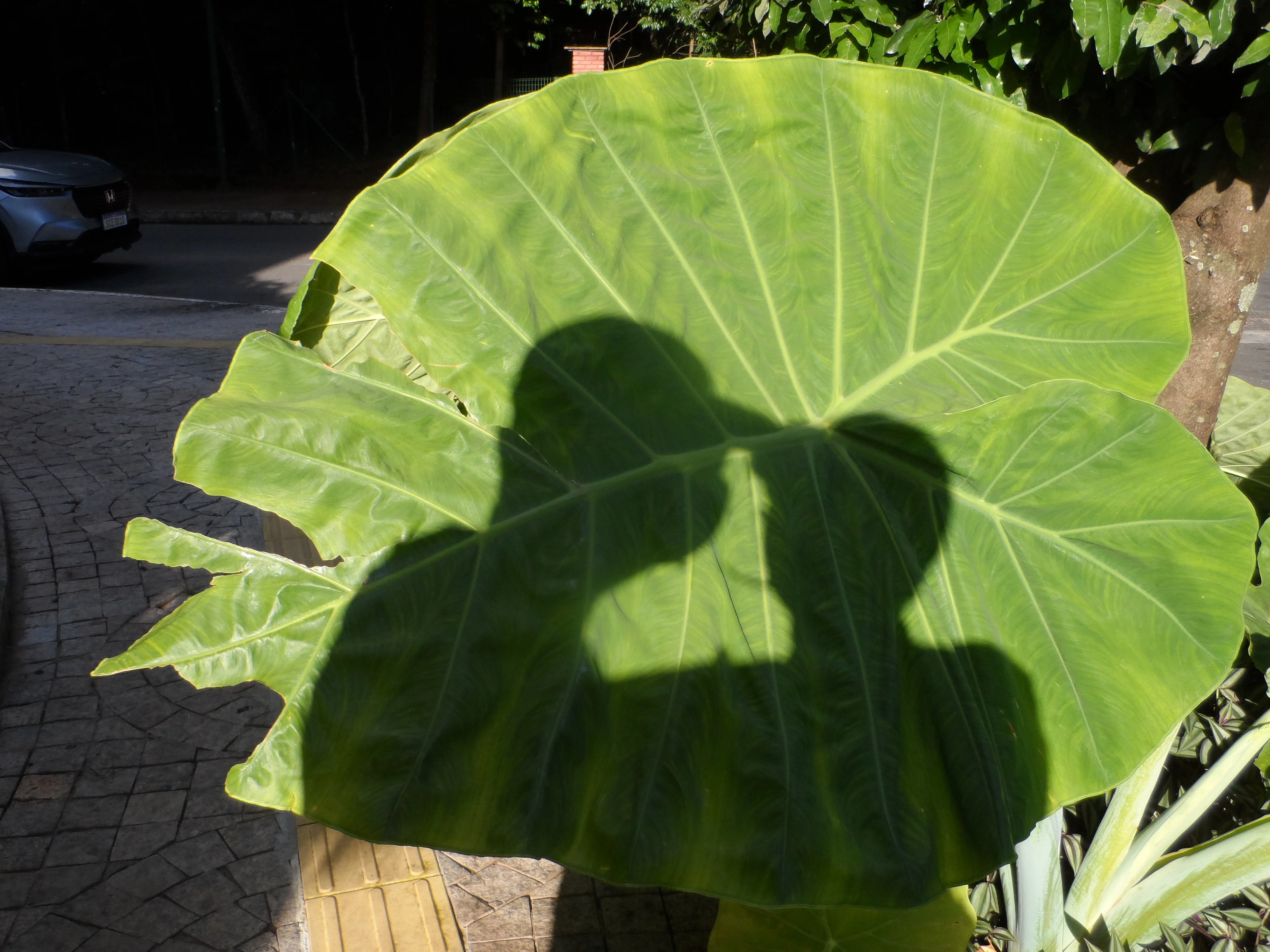 _The shadows of my spouse and I projected onto an elephant ear plant.