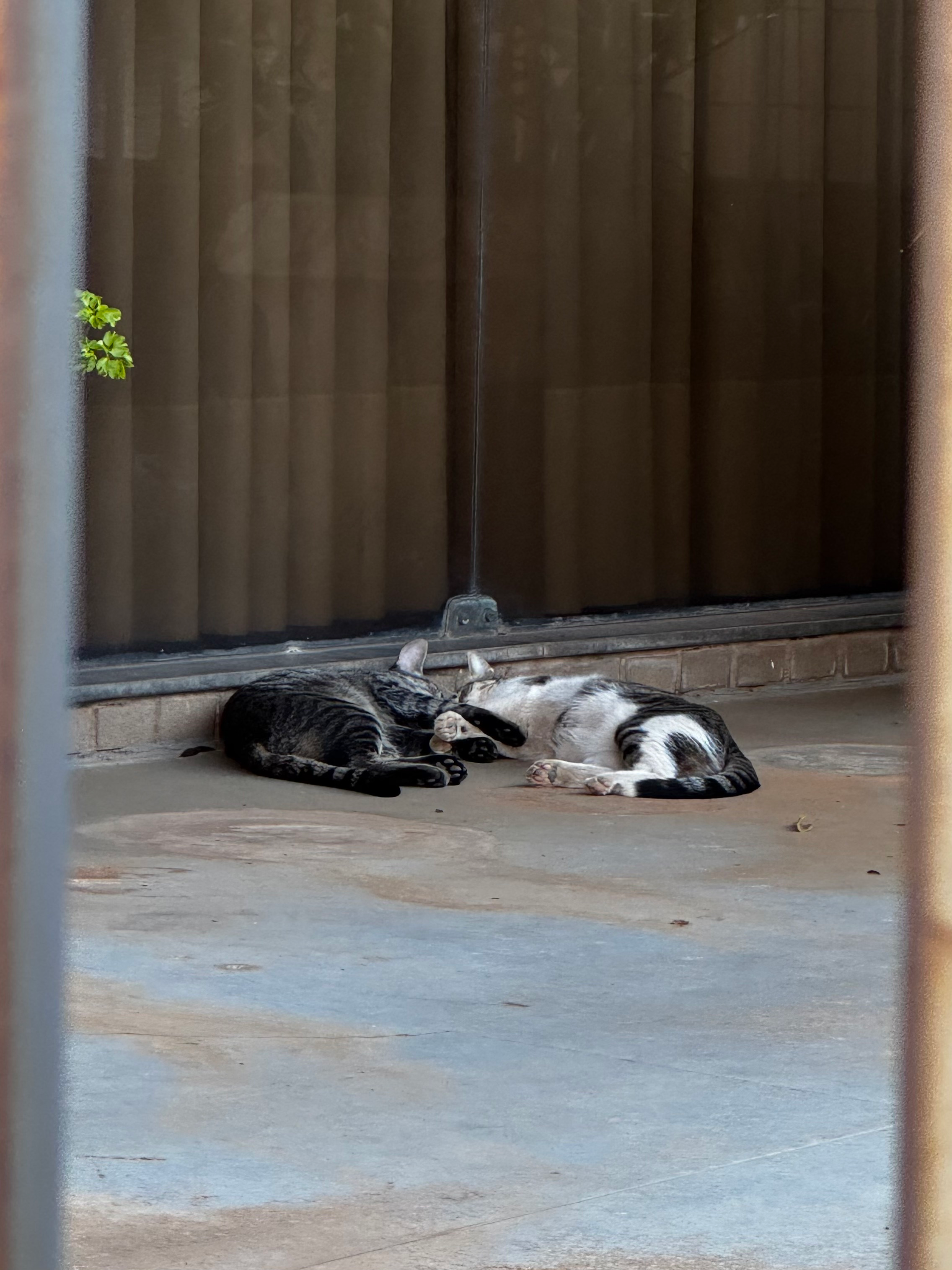 _Two cats napping next to each other in the shadow of a potted plant.