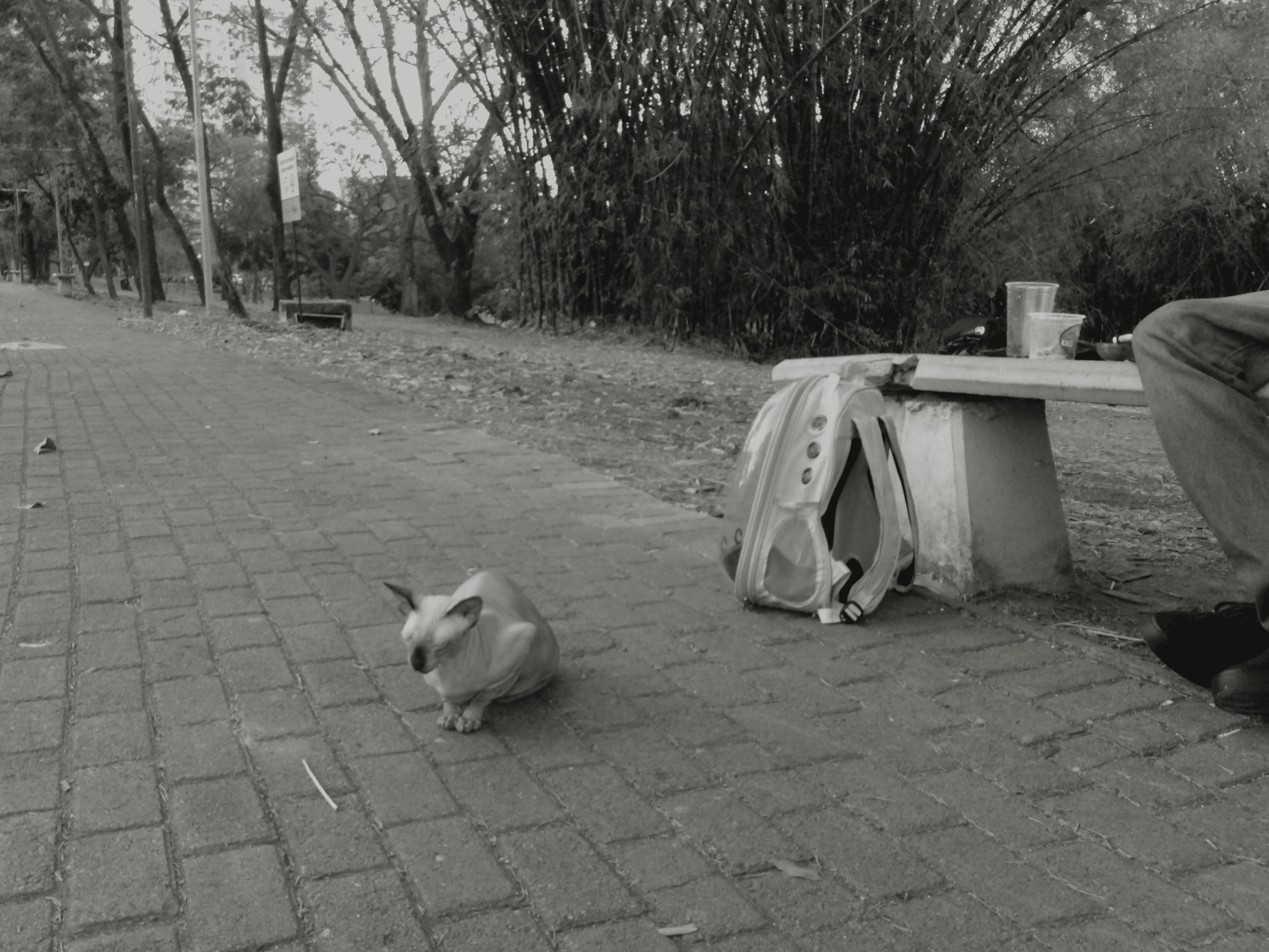 _Cleo, a Sphynx cat, rests in the middle of the pathway in a local park.