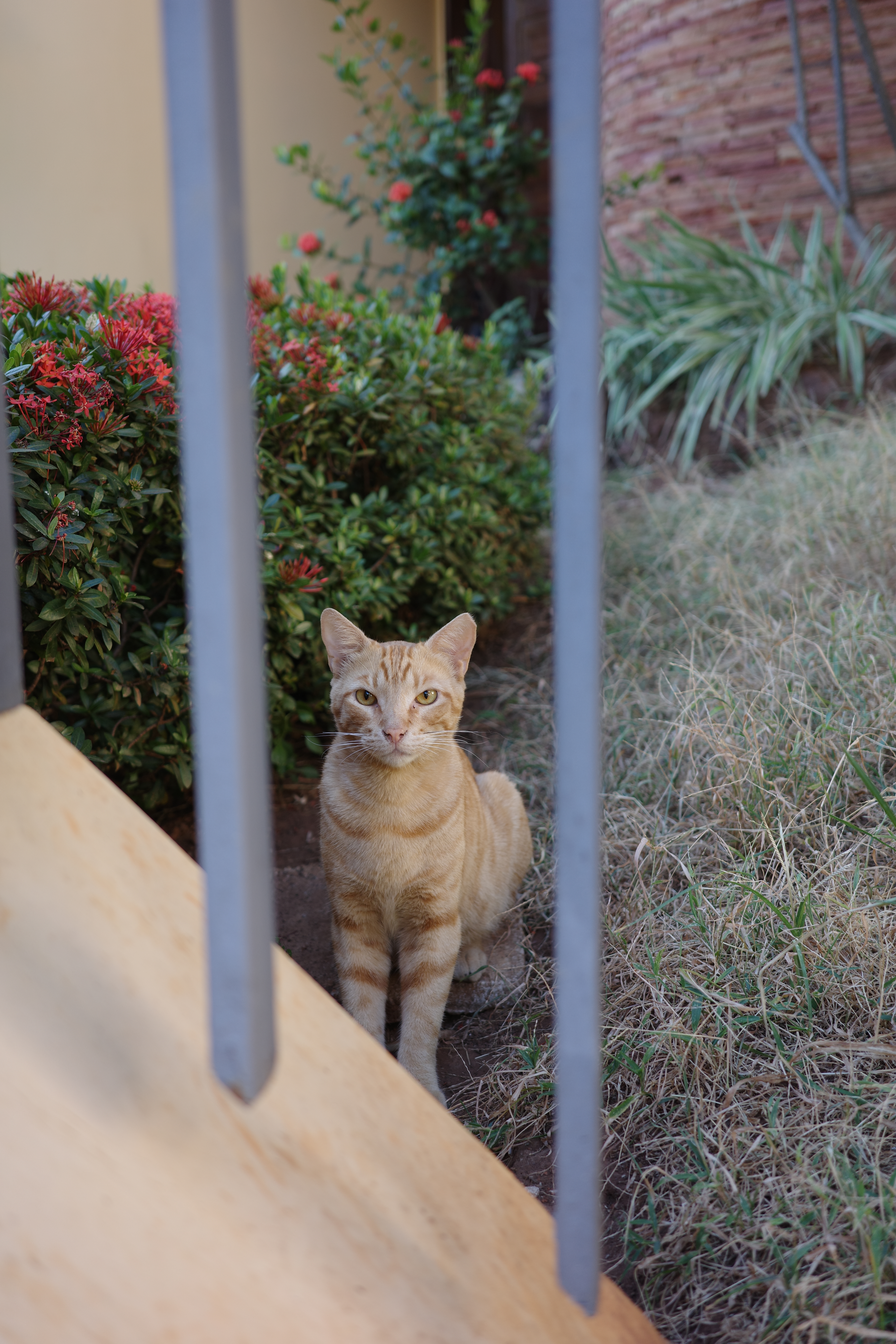 _An orange cat observes me through the gate.