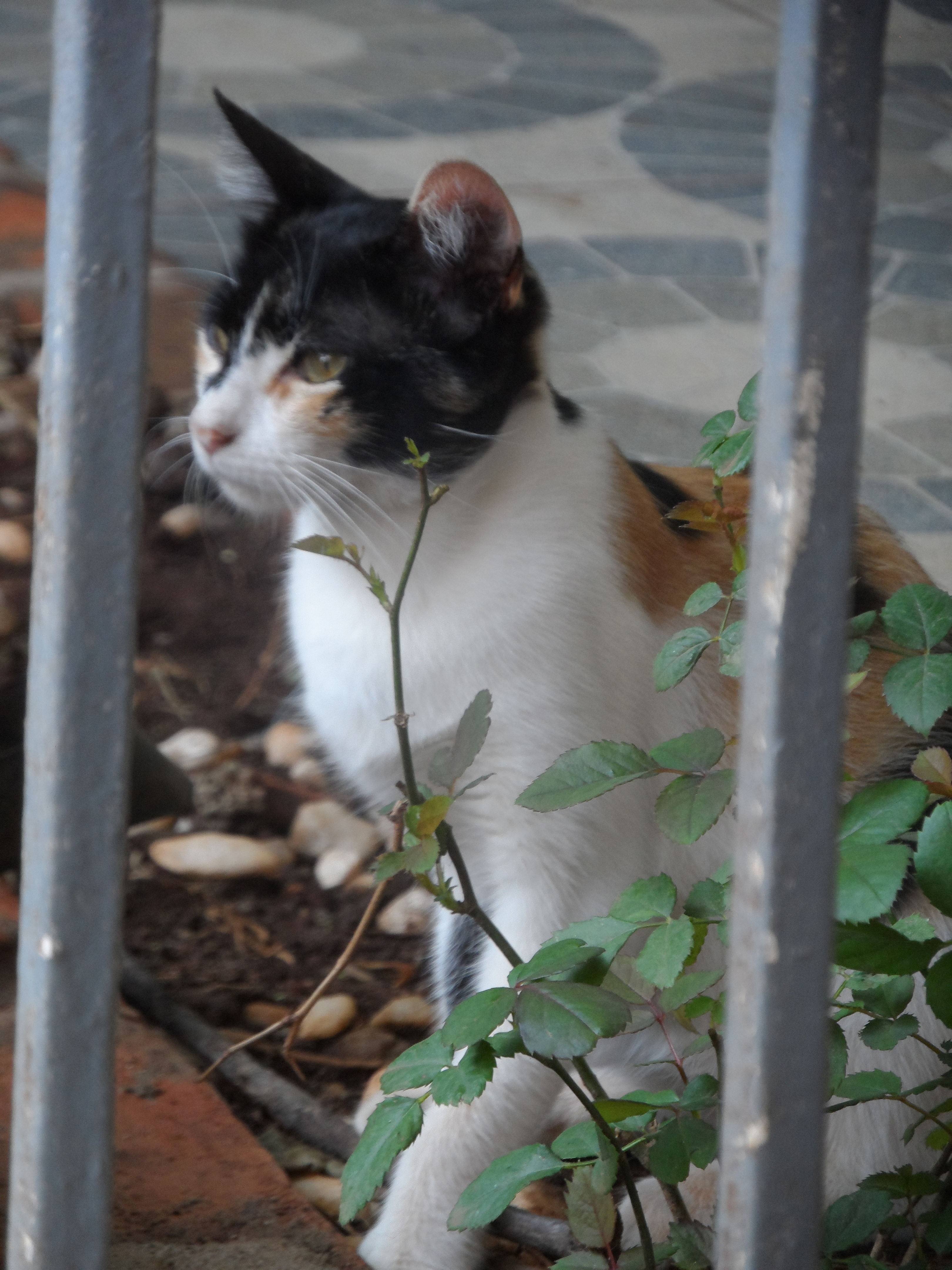 _A beautiful calico cat hides behind a gate and some plants.