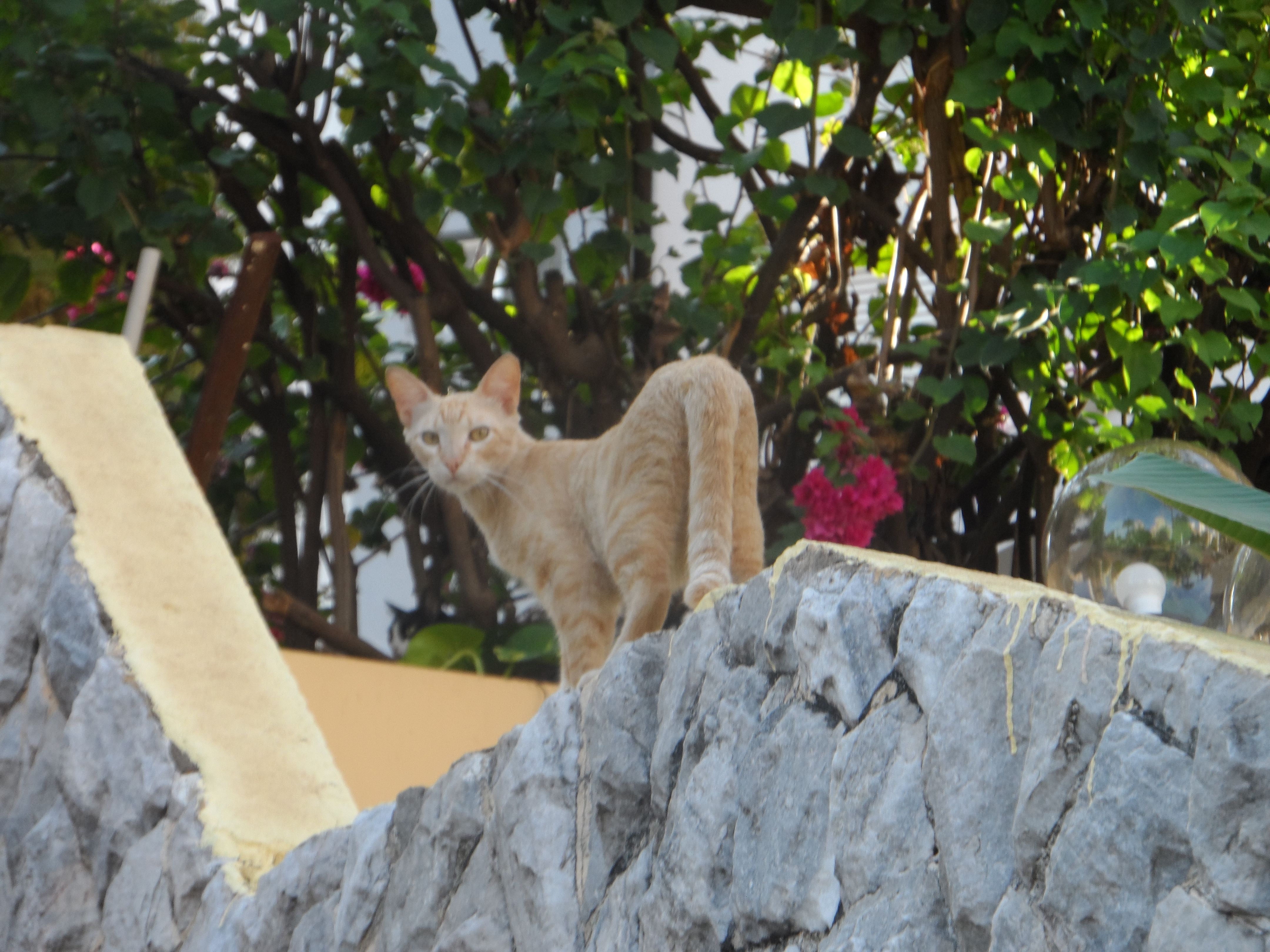 An orange cat walking on top a stoned wall between two homes.